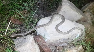Rough scaled Python on Dambimangari Country