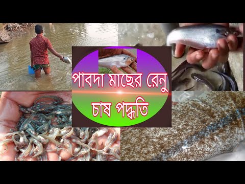 পাবদা মাছের রেনু চাষ পদ্ধতি A 2 z 01645177018