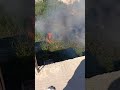 حريق الغابات فى العجمى ابو يوسف ش الحديد والصلب