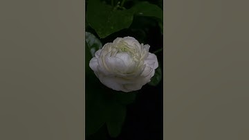 Thumbnail of The largest jasmine varieties 🤍#jasmine #jasmineflowergarland #whiteflower #love #flower