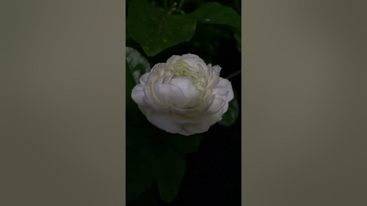 The largest jasmine varieties 🤍#jasmine #jasmineflowergarland #whiteflower #love #flower