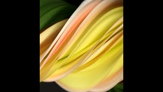 Tutorial on slit-scan imaging along with measurements and twisty flowers