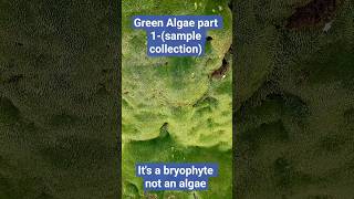 Bryophyte part 1- (sample collection to view under microscope) #bryophytes  #biology #plants