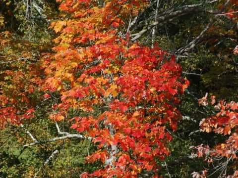 VT Fall Foliage