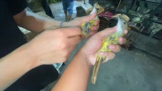 MASUK HARI INI JENGGOT JOWO LOKAL GUNUNG WILIS