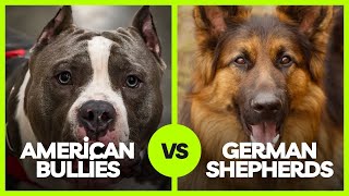 American Bully vs. German Shepherd: Guard Dog Capabilities Compared