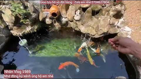 Hồ Cá Koi 2 Khối Khá Đẹp Của Em Giang Ở Đồng Nai.