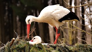 Birds with long necks and legs by Knowledge Inshort 449 views 9 months ago 11 minutes, 41 seconds