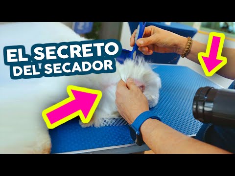 Video: Las mejores maneras de desenredar un perro de doble capa