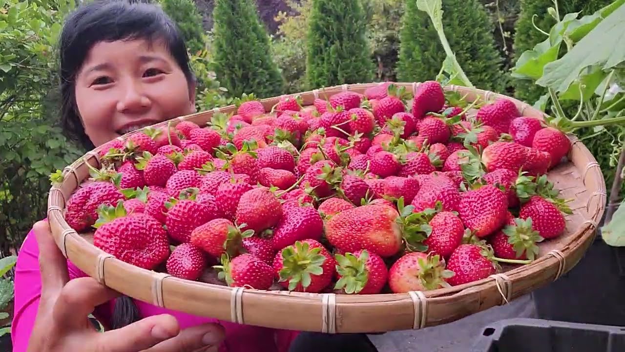 THU HOẠCH NGUYÊN MẸT DÂU TÂY CHÍN MỌNG 