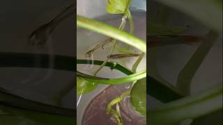 #guppyfish baby #trending #marathi #song #shortvideo #shortsviral #fishlover #fish