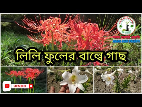 Lilium and Lycoris flower bulbs, লিলিয়াম এবং লাইকরিস ফুলের বাল্ব সম্পর্কে ধারণা💚 #anamay #anganamar