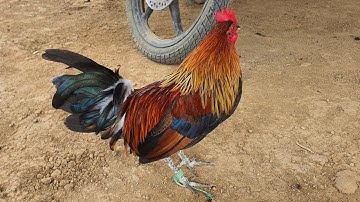 Me nyuam qaib 5 hli zoo nraug kawg