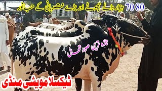 Fateh Jangi & Domail Bulls Qurbani Janwar Latest Update Texila Mandi 2021 | Pk Mandi | 02-07-2021