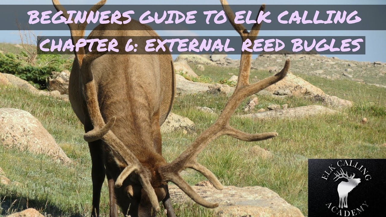External Reed Bugles Chapter 6 Beginners Guide to Elk Calling YouTube