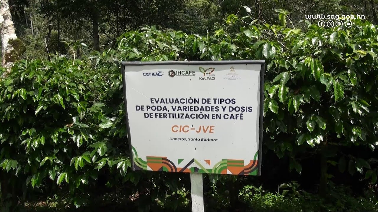Proyecto tipos de poda y dosis de fertilización, para incrementar la producción sostenible de café