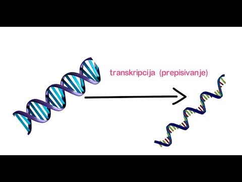 Video: Koja je funkcija DNK kvizleta?