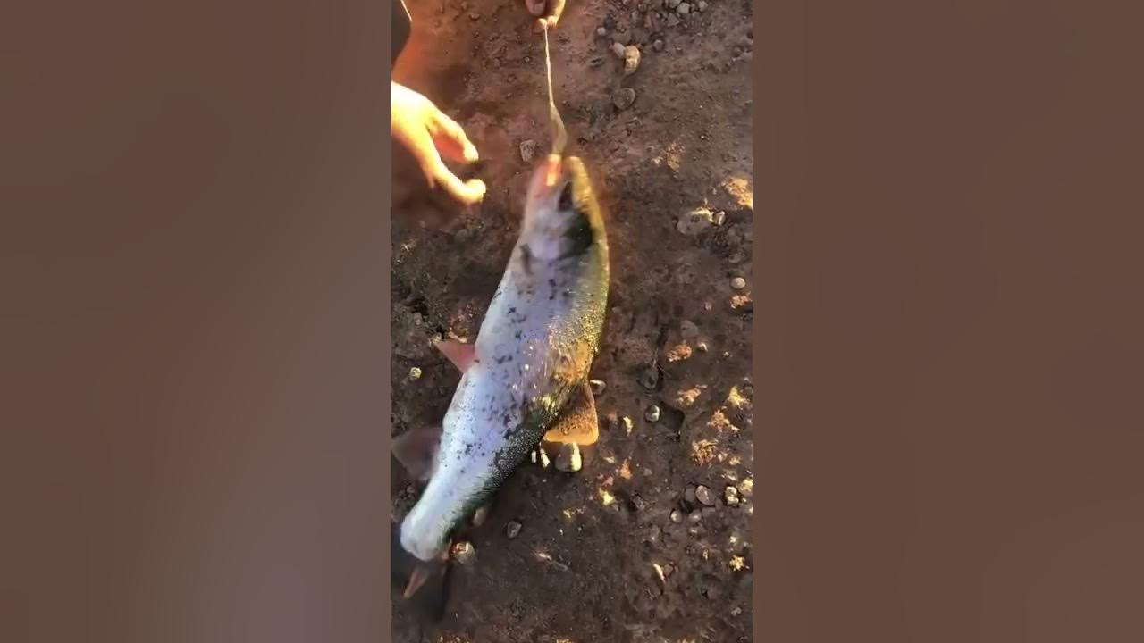 Navajo Reservation, Tsaile Lake, AZ 20'' Rainbow Trout YouTube