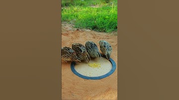 Create underground quail trap Using plastic bottles #video shorts