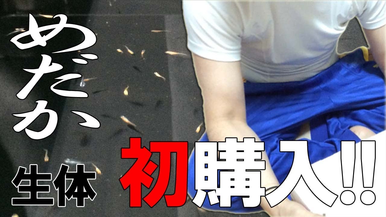 メダカ めだか物語で初ネット購入 Youtube