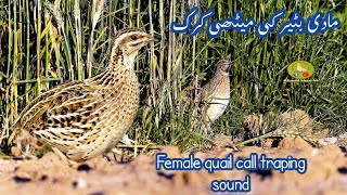 Madi Batair Ki Awaz  Female Quail Sound 2025  Batair Ki Awaz bater Ki Awaaz Mada Batair Ki Awaz