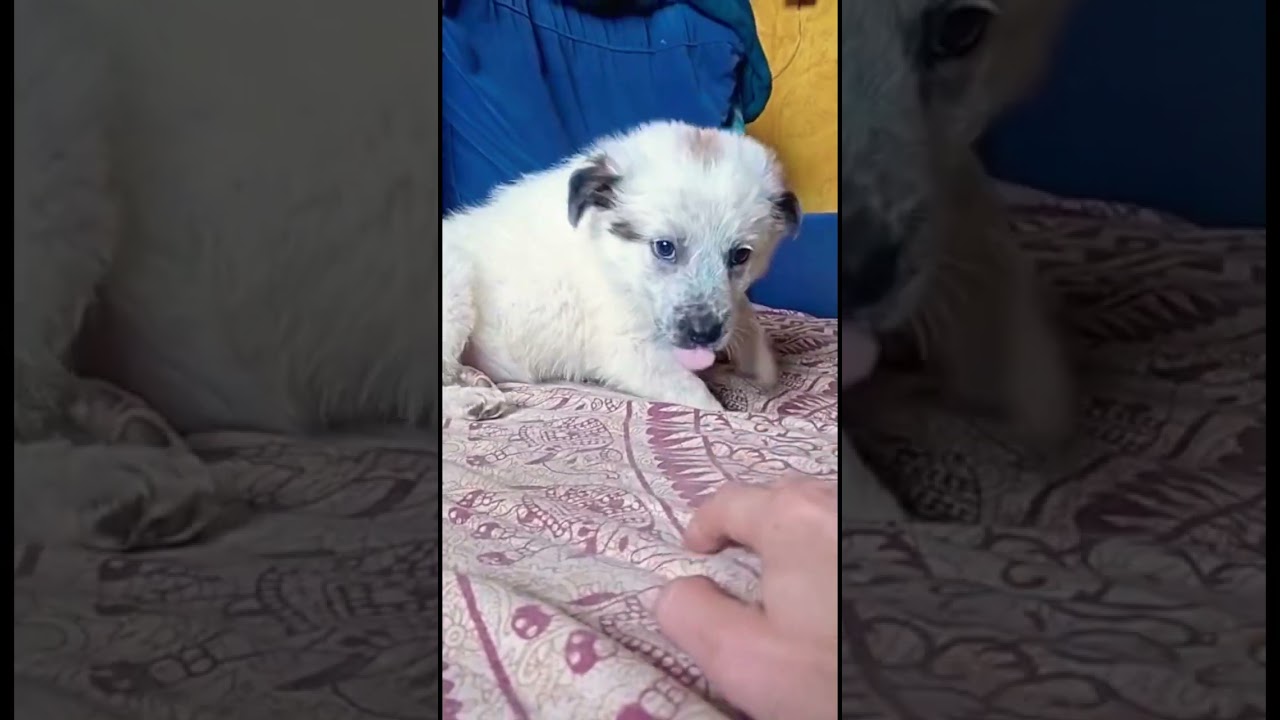 Cachorrillo busca familia #asturias #cachorro