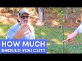 How to Prune a Fig Tree | Young & Old Trees
