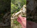 i found a Pike skull 😬☠️ #fishing #fishingireland #pike #fishing #fishingvideo