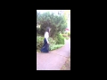 Los arboles de flores blancas