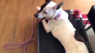 Iris Doing Place And Recall Drills