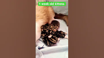 1 Week Old Kittens Followers Cat Mothercat Kitten 