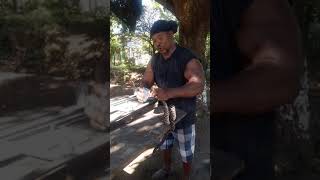 G El rey de culebras barba amaria