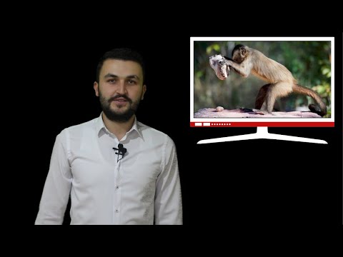Video: Kapuçin maymunları ne yer?