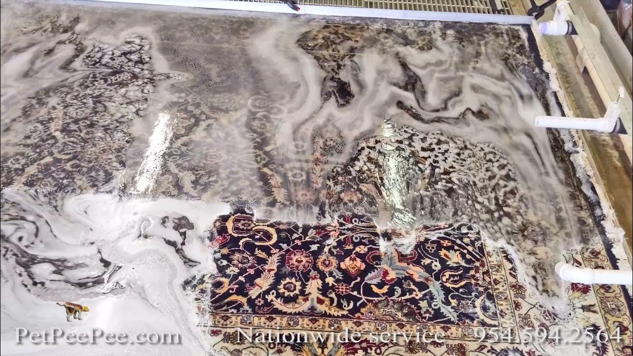 Removing the urine odor of Rats and Mice from a real Oriental rug YouTube