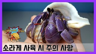 소라게 사육 시 주의사항 Precautions when breeding hermit crabs