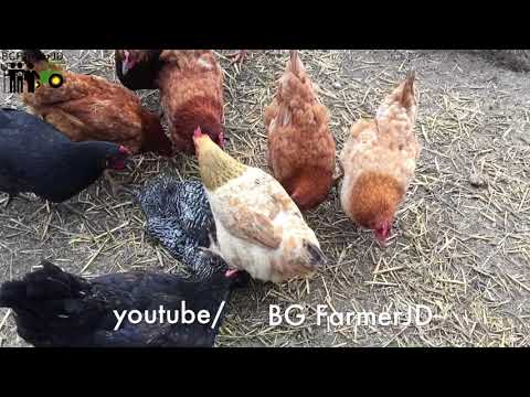 Видео: Най-често срещаните заболявания на кокошките носачки