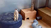 Лиля и гусь