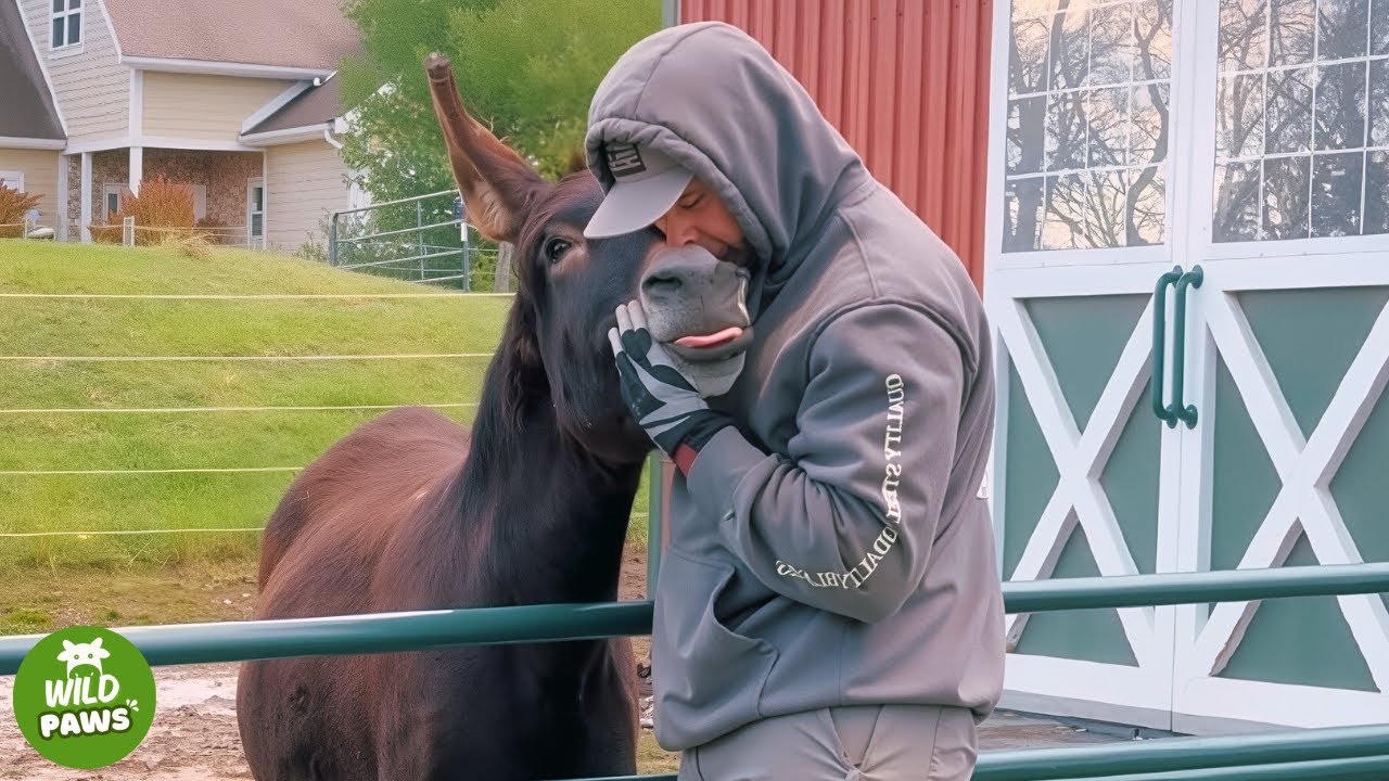 Rescued Donkey Cries When People Walk Past Without Saying Hello