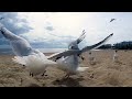 Срочные новости! Посмотрите: чайки очень близко | Gulls right here