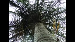Plant ID: Majestic Palm (Ravenea rivularis)