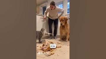 This Cat Caused a Huge Problem #cat #edit #ai #shorts #viralvideo