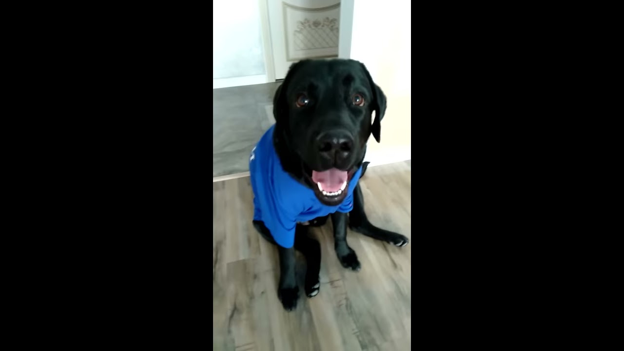 Лабрадор МЧС