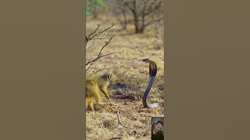 Mongoose vs Black Mamba  Real Wild Animal #animalencounter  #wildlife