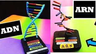 💚 Como Hacer La Maqueta del ADN y ARN con sus Partes / 💜 Maqueta del ADN y ARN