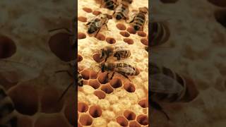 Как Живут Пчёлы  , Полный Фильм На Моём Канале #Bee #Honey #Пчелы #Мёд