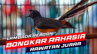 Bongkar Rahasia Rawatan Lambada Reborn