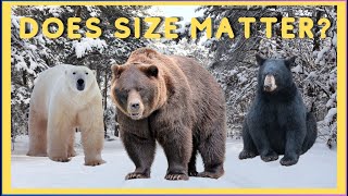 Grizzly Bear vs Polar Bear vs Black Bear: Who’s the top weight predator #joerogan #grizzlybear #bbc