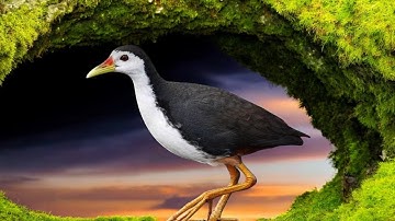 Berburu Burung Ruak2 hanya  menggunakan tangan kosong........