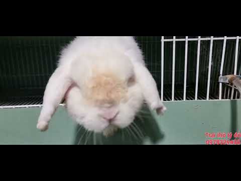 Video: Hướng dẫn nhân giống thỏ: Thỏ nhỏ Lop / Holland Lop