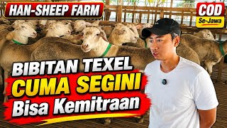 Harga Domba Bibitan, Texel Calon Indukan Unggul